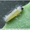 celastrina argiolus larva1 rost